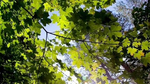Green background with maple leaves. The sun's rays shine on the leaves of the Stock Footage 115118318