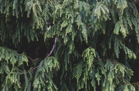 Green background with mess of Thuja tree branches Stock Photos
