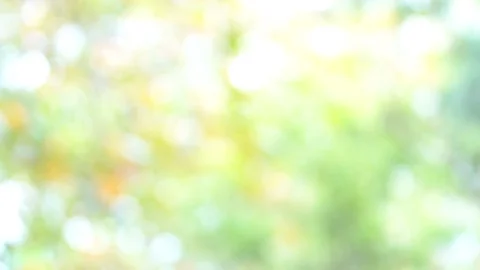 Green  background, Nature green tree out focus as bokeh blur background. 動画素材 124516783