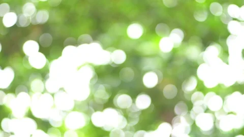 Green background, Nature green tree out focus as bokeh blur background. 動画素材 124522973