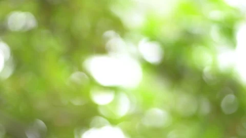 Green  background, Nature green tree out focus as bokeh blur background. Stock Footage 124524168