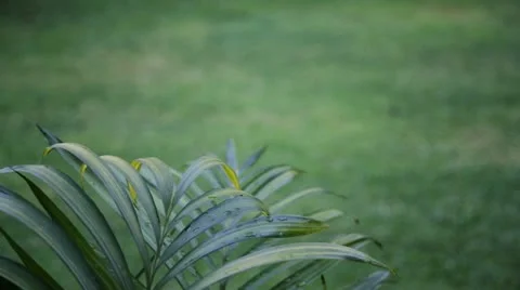 Green background with palm leaves Stock Footage 10922876