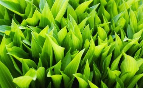 Green background Stock Photos