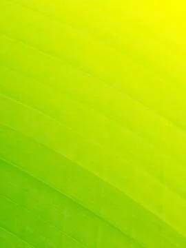 Green background Foto stock