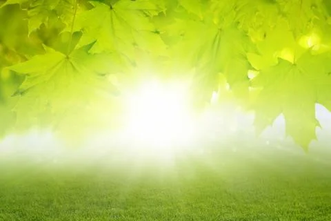 Green background Фото