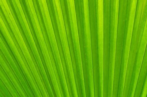 Green background Stock Photos