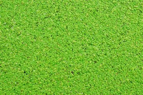 Green background Stock Photos