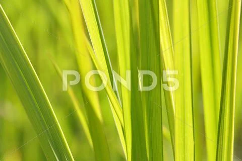 Green background Stock Photos