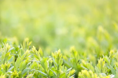 Green background Stock Photos