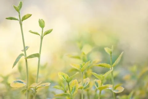 Green background Stock Photos