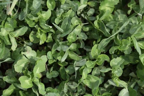 Green background Stock Photos