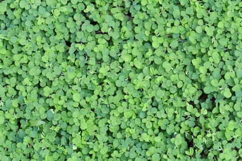 Green background Stock Photos