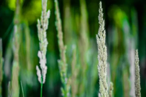 Green background 写真素材