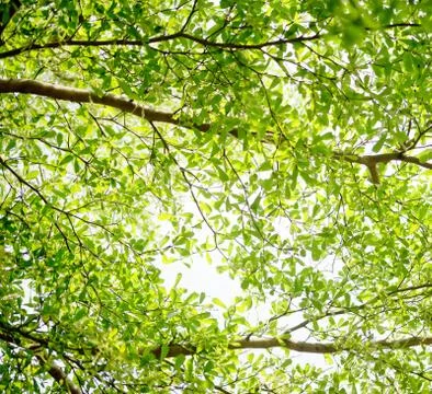 Green background Stock Photos