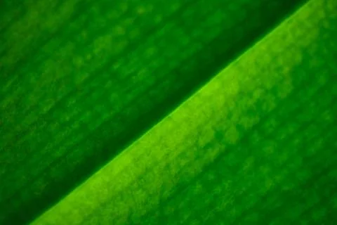 Green, background Stock Photos