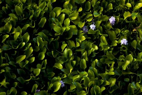 Green Background Stock Photos