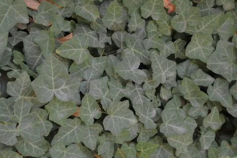 Green Background. Stock Photos