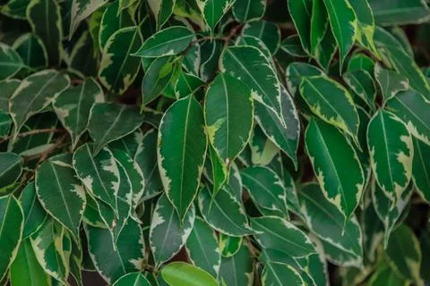 Green background Stock Photos