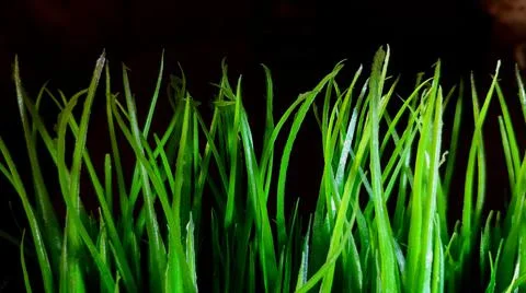 Green background Foto stock