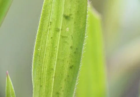 Green Background Stock Photos