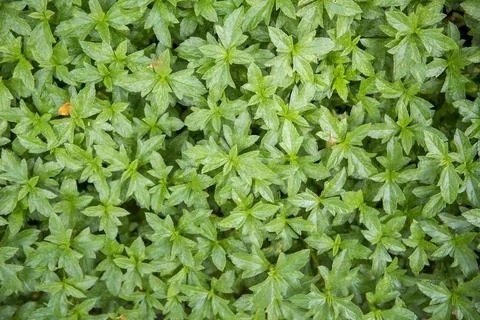 Green background Stock Photos