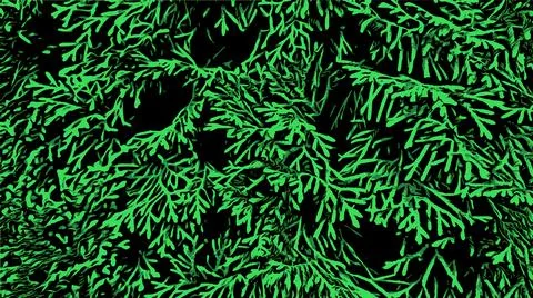 Green background with pine branches. Vector floral pattern Stock Illustration