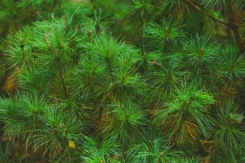 Green background of pine tree branches Stock Photos