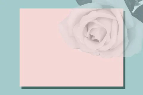 On a green background, a pink frame for text covered with a shadow from a ros Stock Photos