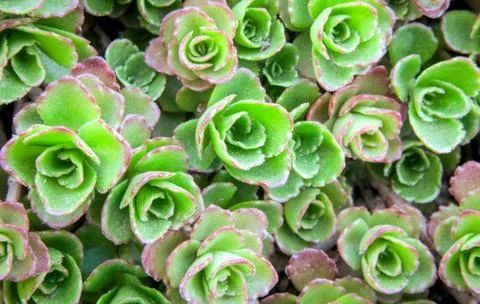 Green background of a plant Stock Photos