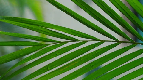Green background plant. Rain drop on the garden plant slowmo Stock Footage 168485451
