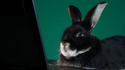 On a green background Rabbit looking at a laptop Stock Footage 143641706