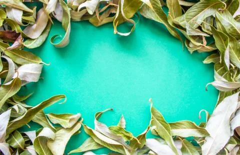 Green background with a round frame of dry leaves Stock Photos