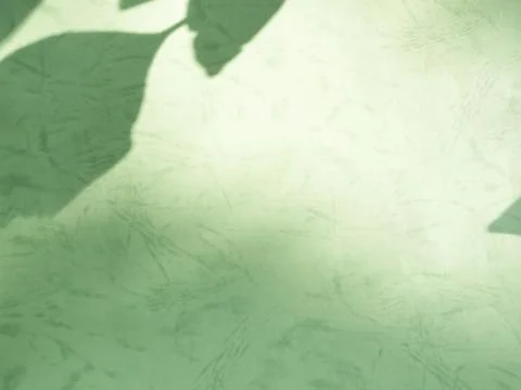 Green Background Shadow Leaf Abstract Minimal Eco Evergreens Environment 写真素材
