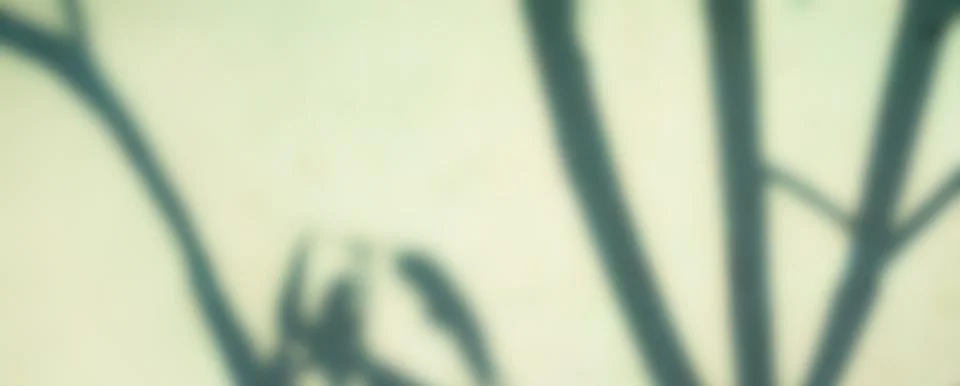 Green background shadow light overlay blur nature on cment floor wall イラスト素材