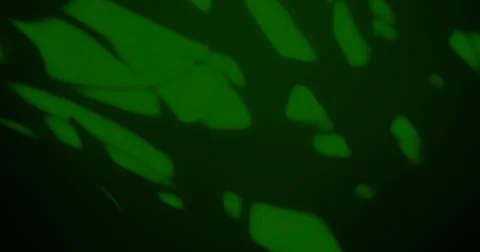 Green background shadow light overlay blur nature on cment floor wall Stock Photos