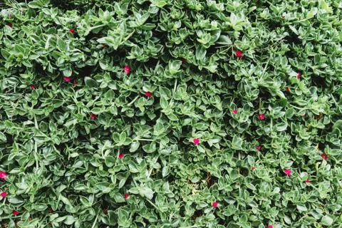 Green background, small leaves, small fuchsia flowers Stock Photos