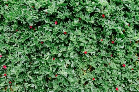 Green background, small leaves, small fuchsia flowers Stock Photos