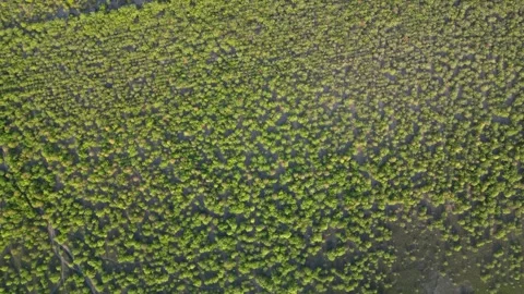 Green background of small tree in mangrove forest  Stock Footage 273629270