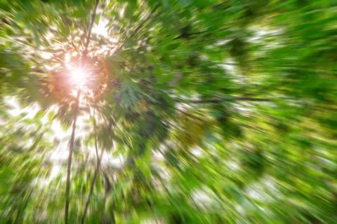 Green background with sun rays through the leaves of trees Stock Photos