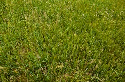 Green background with tall grass. Stock Photos