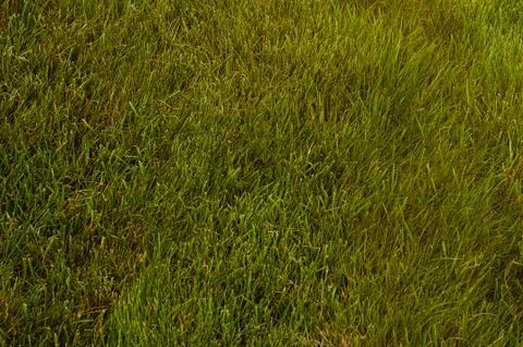 Green background with tall grass. Stock Photos