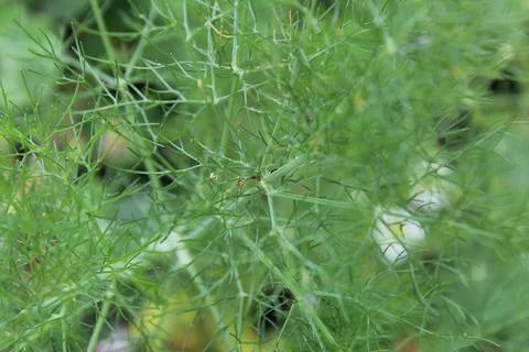 Green background thin grass dill close-up bright Stock Photos
