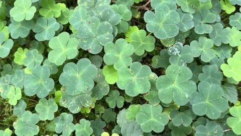 Green background with three-leaved shamrocks, Stock Footage 328319435