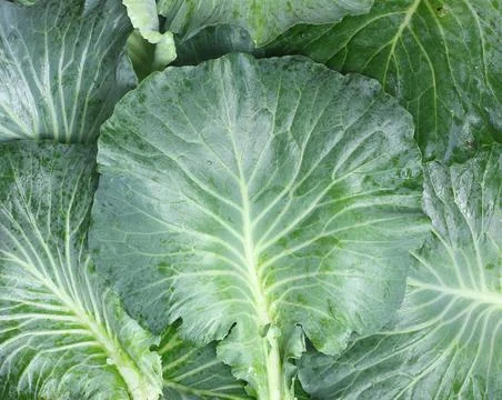 Green background - Top view of cabbage leaves after havest Fotos de archivo