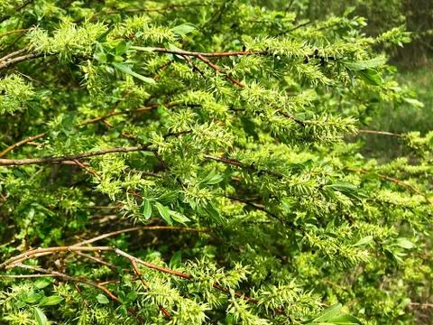 Green background - tree branches. Stock Photos