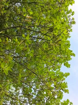 Green background - tree branches. Stock Photos