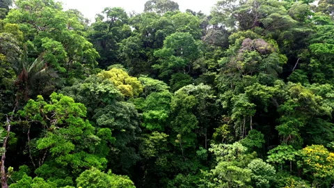 Green background: the tree canopy of a tropical forest or rainforest Video stock 236784304