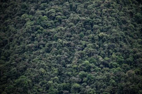 Green background, tree tops in the amazon, aerial view Stock Photos