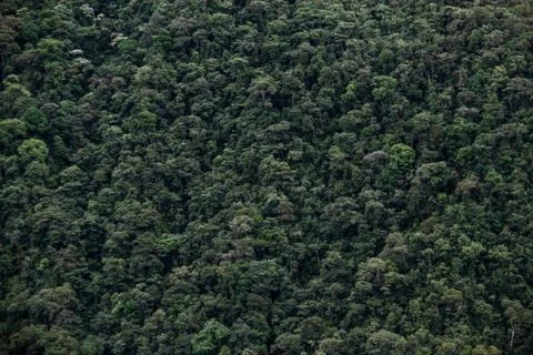 Green background, tree tops in the amazon, aerial view Stock Photos