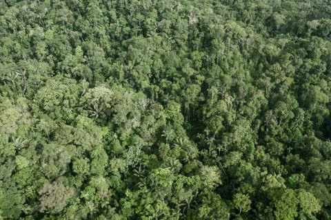 Green background, tree tops in the amazon, aerial view Stock Photos